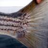 sea lice