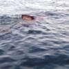 two 20'+ basking sharks