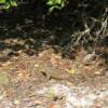 guana cay                       iguana