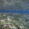 turtlegrass--loaded with food for bones and permit