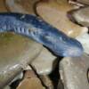 lamprey